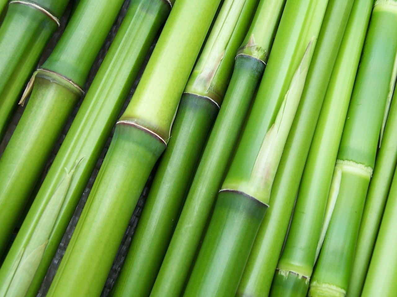 bamboo, green, plant