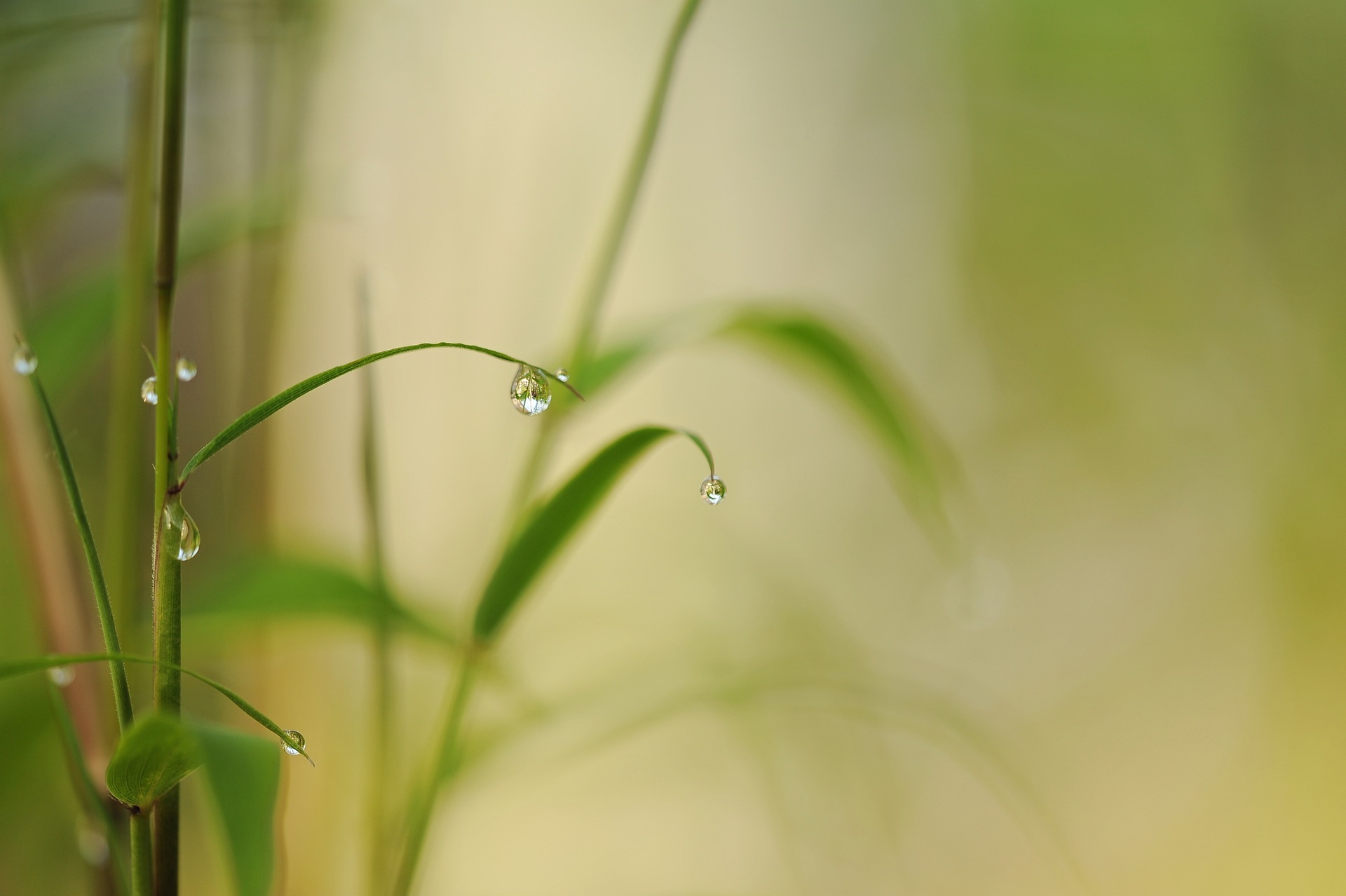 drops of morning dews hanging from bamboo leaves